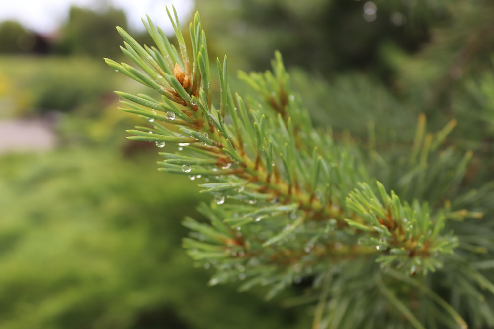 a pine tree with drops of water on it