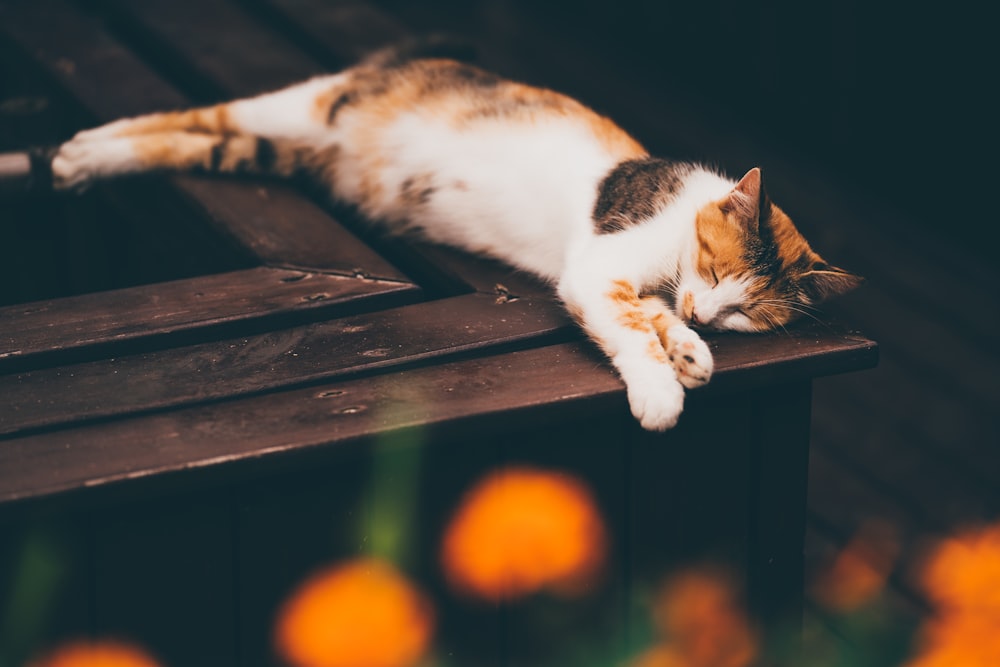 a cat laying on top of a wooden bench