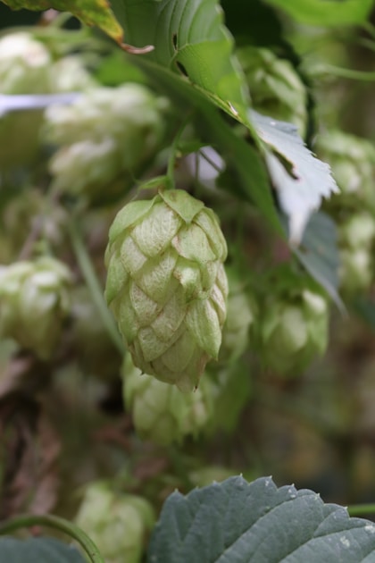 Brew day checklist organization — step-by-step visual example