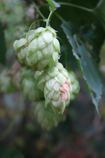 Close-up of green hop cones hanging from a vine with some leaves in the background. The cones have overlapping scales and a slight hint of brown on the edges.