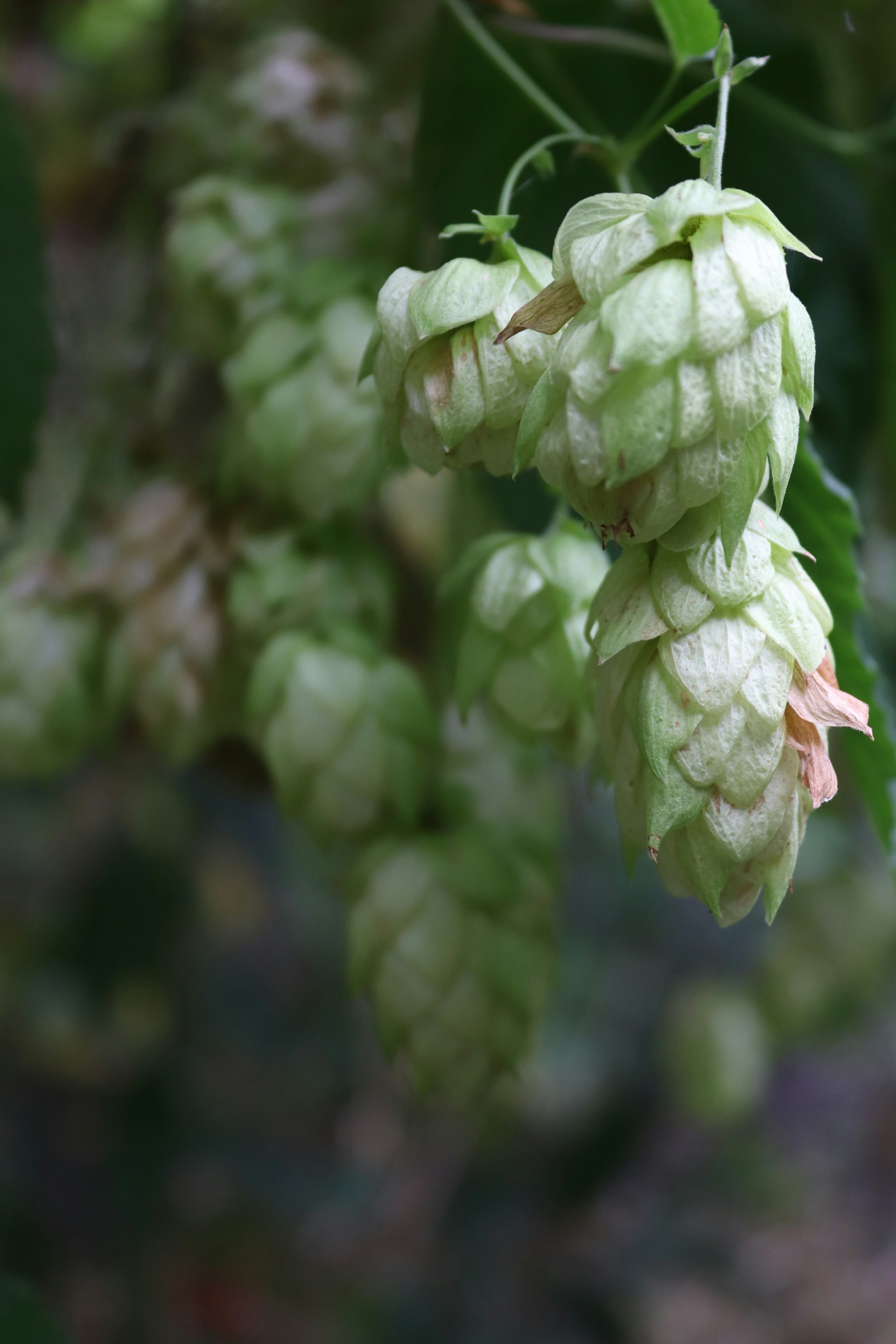 a bunch of green hops hanging from a tree