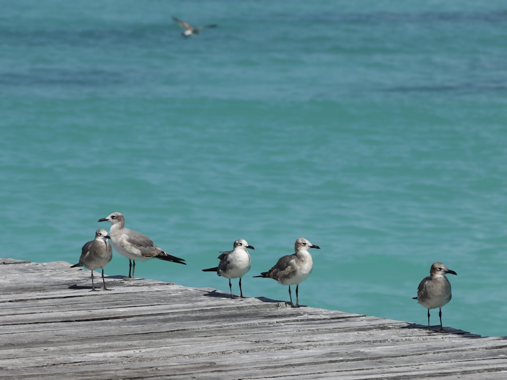 a group of seagulls standing on a wooden pier