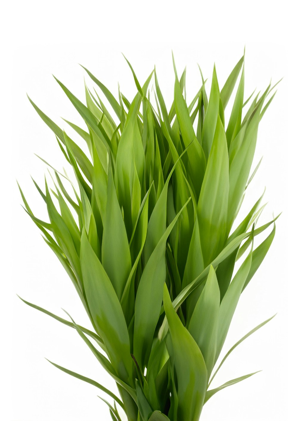 a close up of a plant with green leaves