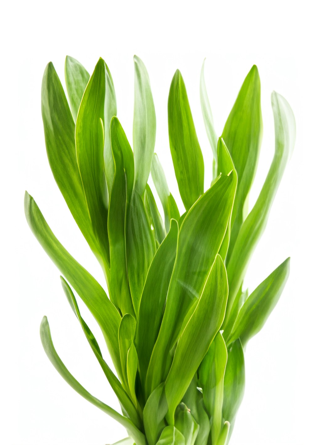 a close up of a green plant on a white background