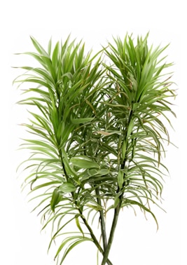 Two tall, leafy green plants with narrow, elongated leaves pointing upwards, set against a clean white background. The plants appear healthy and vibrant, with a lush appearance.