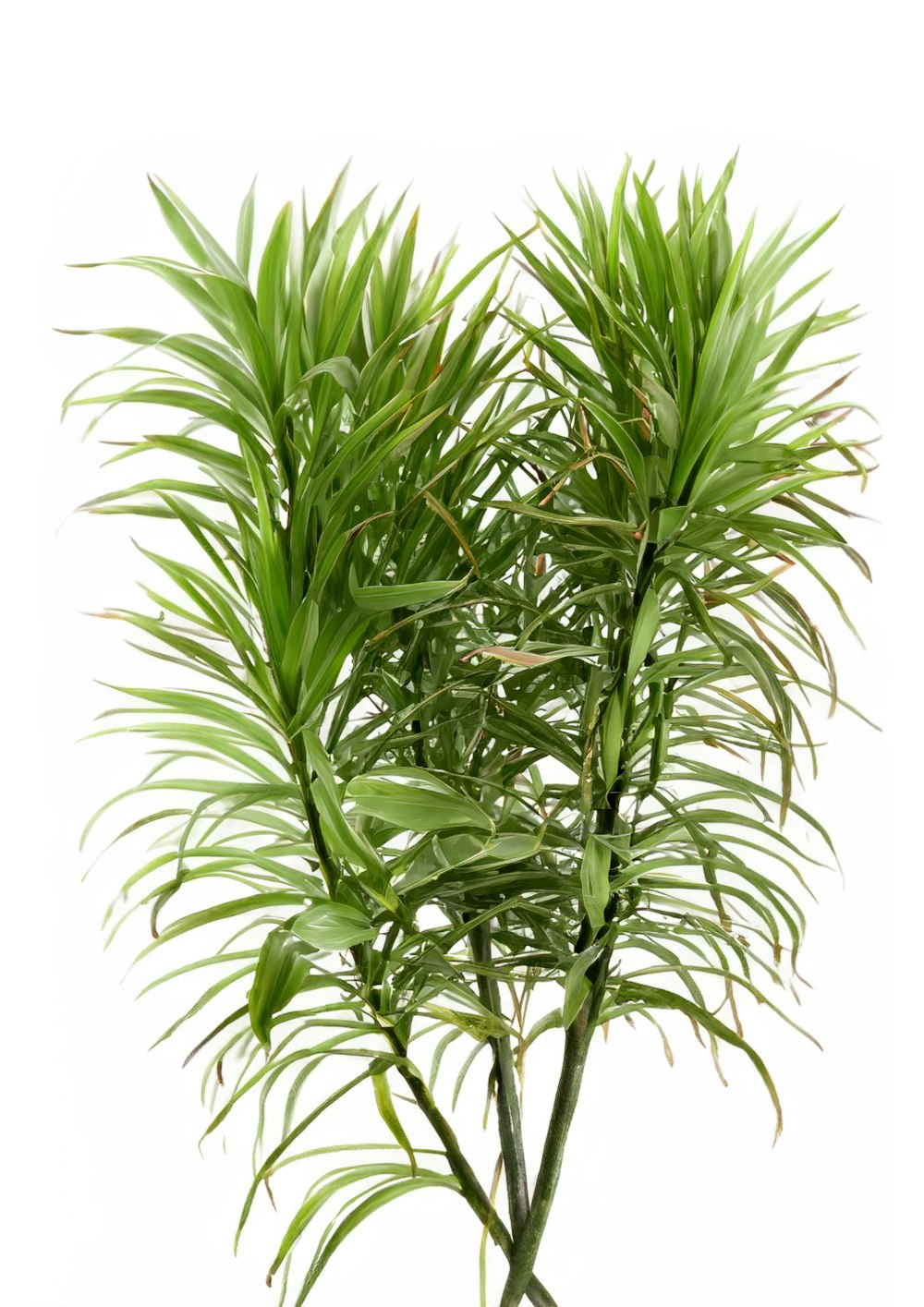 a close up of a plant on a white background