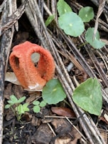 A vibrant red fungus with a cage-like structure lies on the forest floor, surrounded by green leaves and stems. The ground is covered with twigs and dark soil, creating a natural and earthy setting.