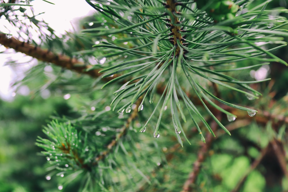 a pine tree with drops of water on it