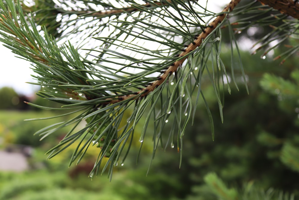 a pine tree branch with drops of water on it