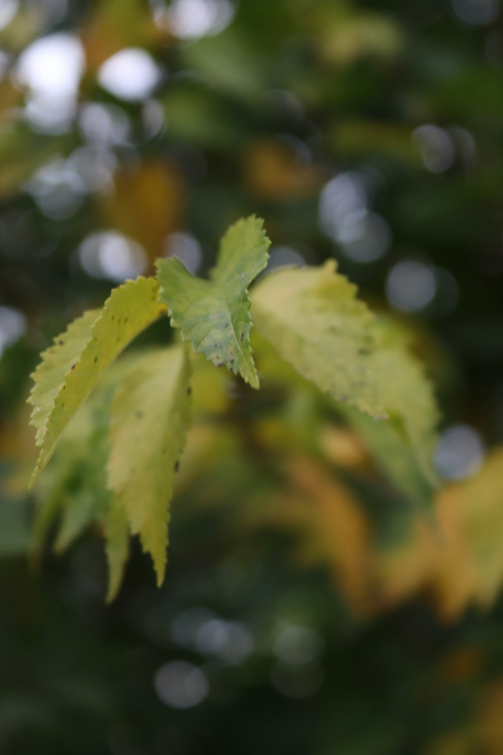 a close up of a leaf on a tree