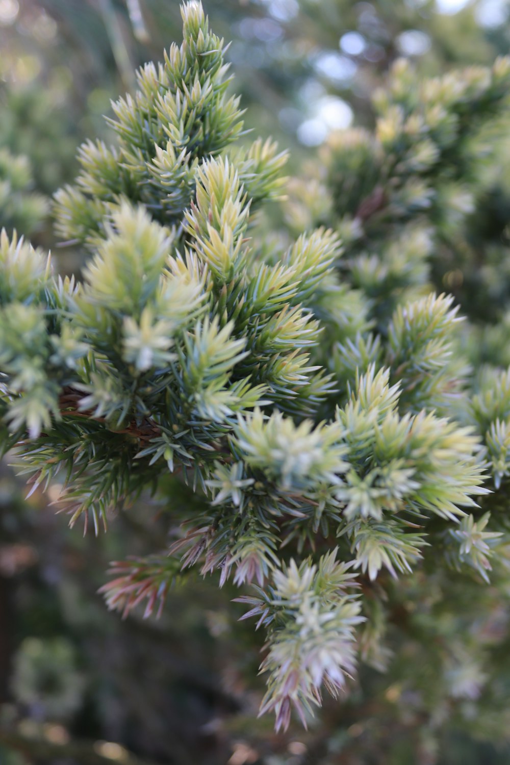 a close up of a pine tree branch