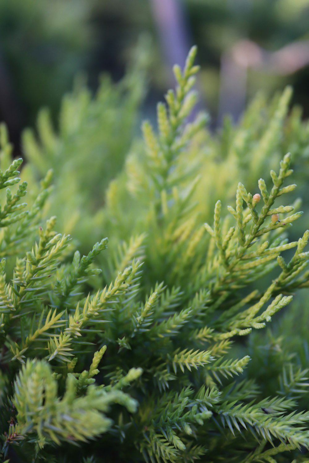 a close up of a pine tree branch