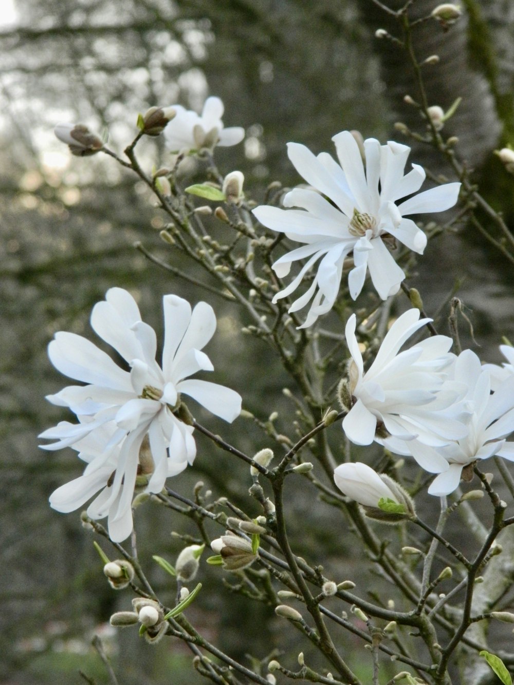 a bunch of white flowers on a tree branch