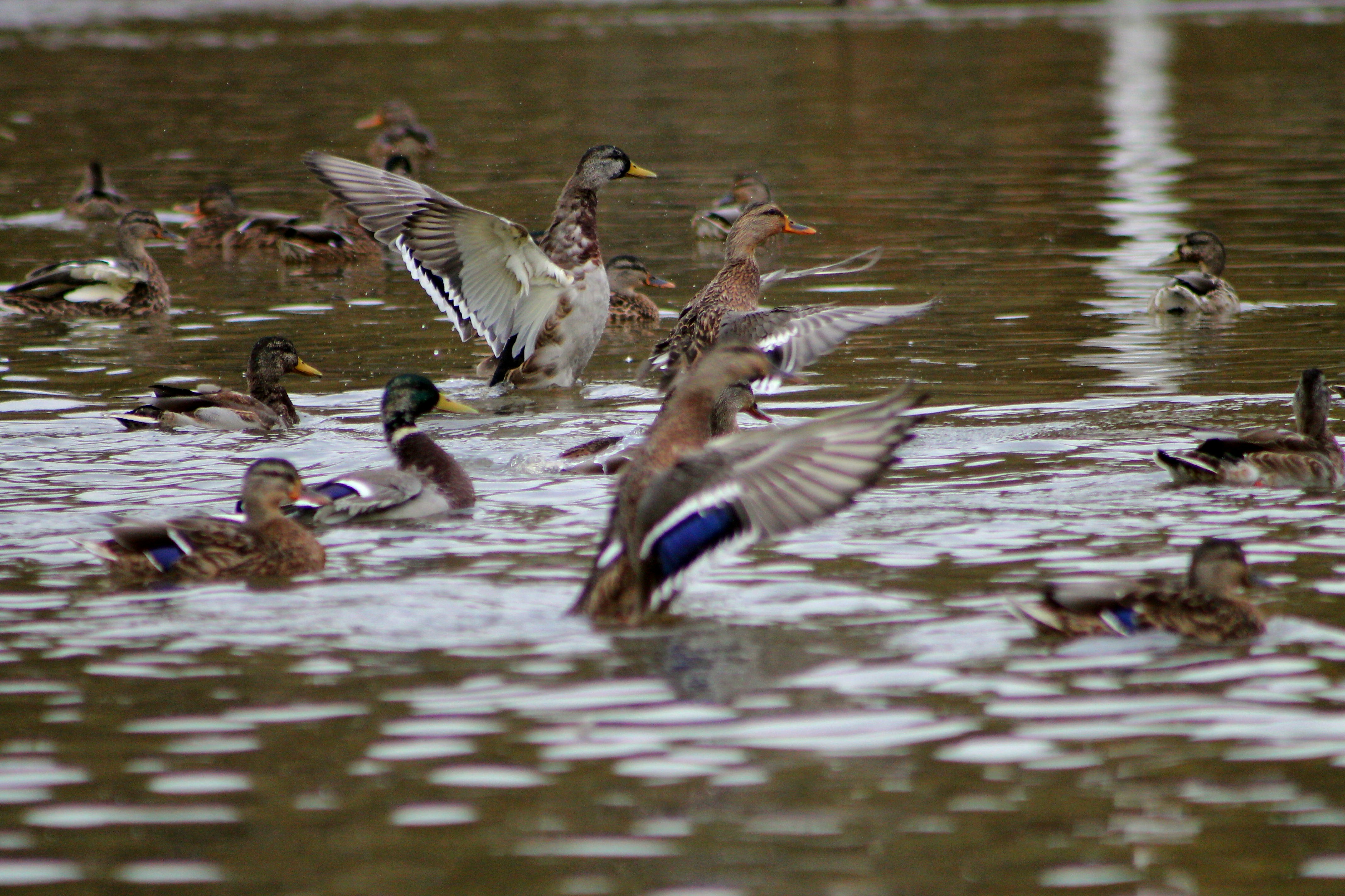 Photo by dragoncy635