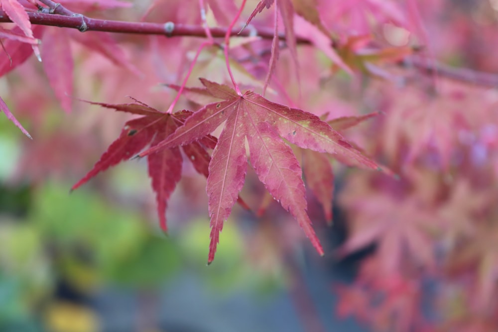 a close up of a tree with red leaves