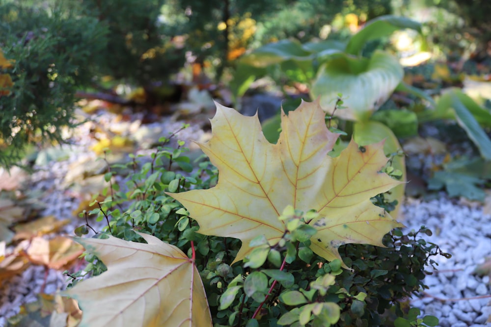 a yellow leaf on a plant in a garden