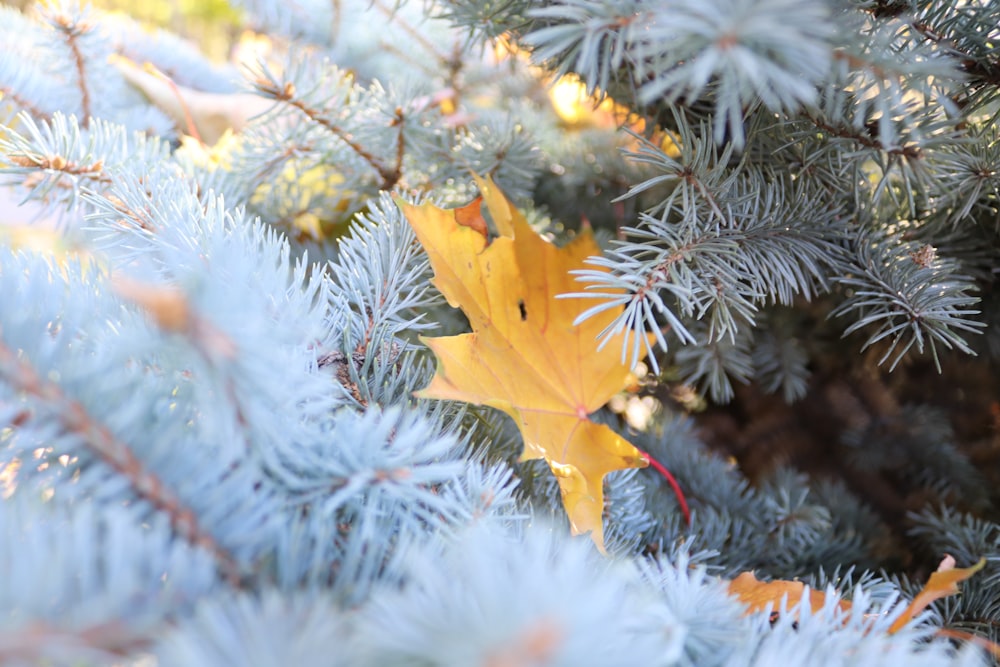a close up of a pine tree with a yellow leaf