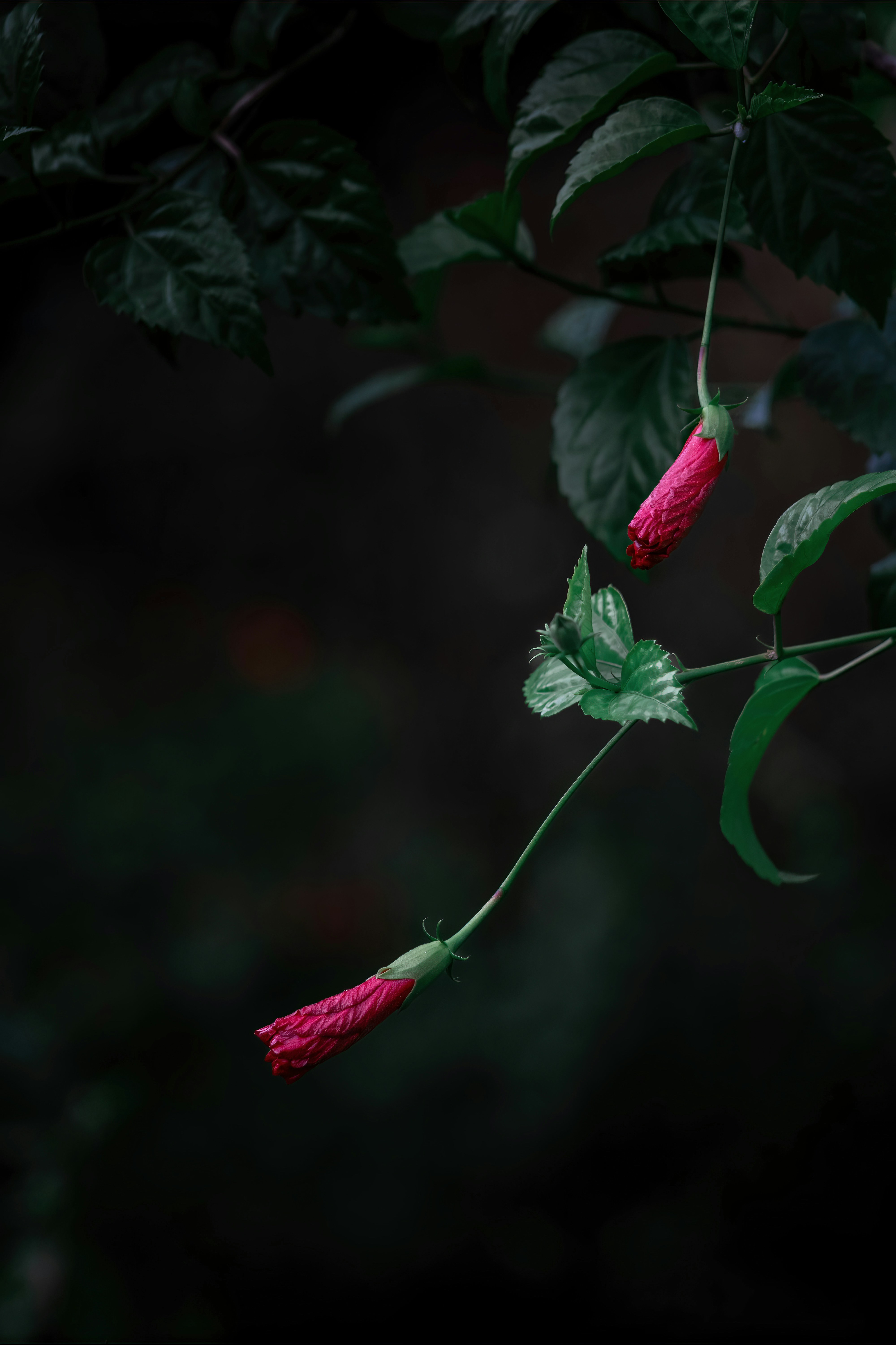 a pink flower with green leaves on a dark background