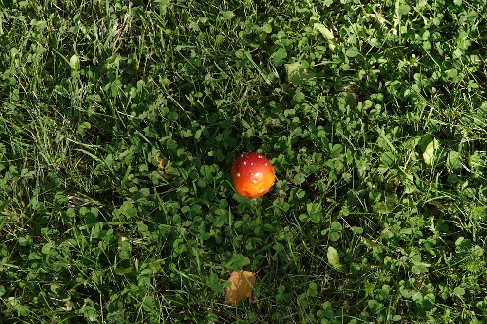 Una mela rossa seduta in cima a un rigoglioso campo verde