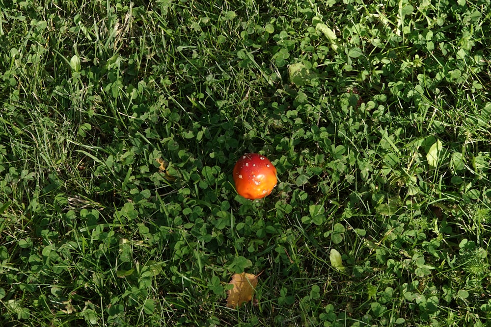 a red apple sitting on top of a lush green field