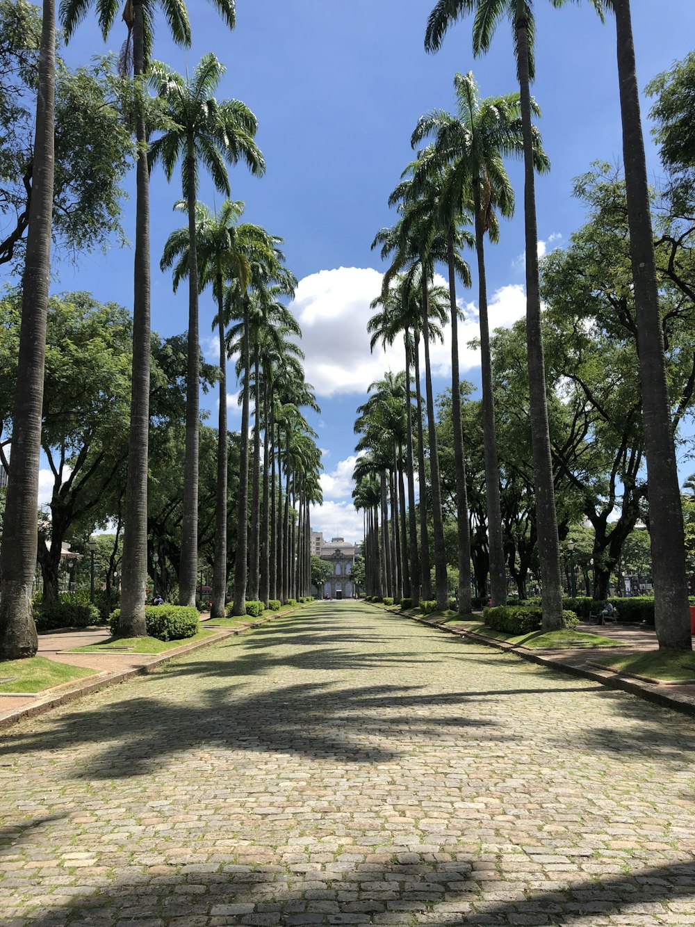 Una calle bordeada de palmeras en un día soleado