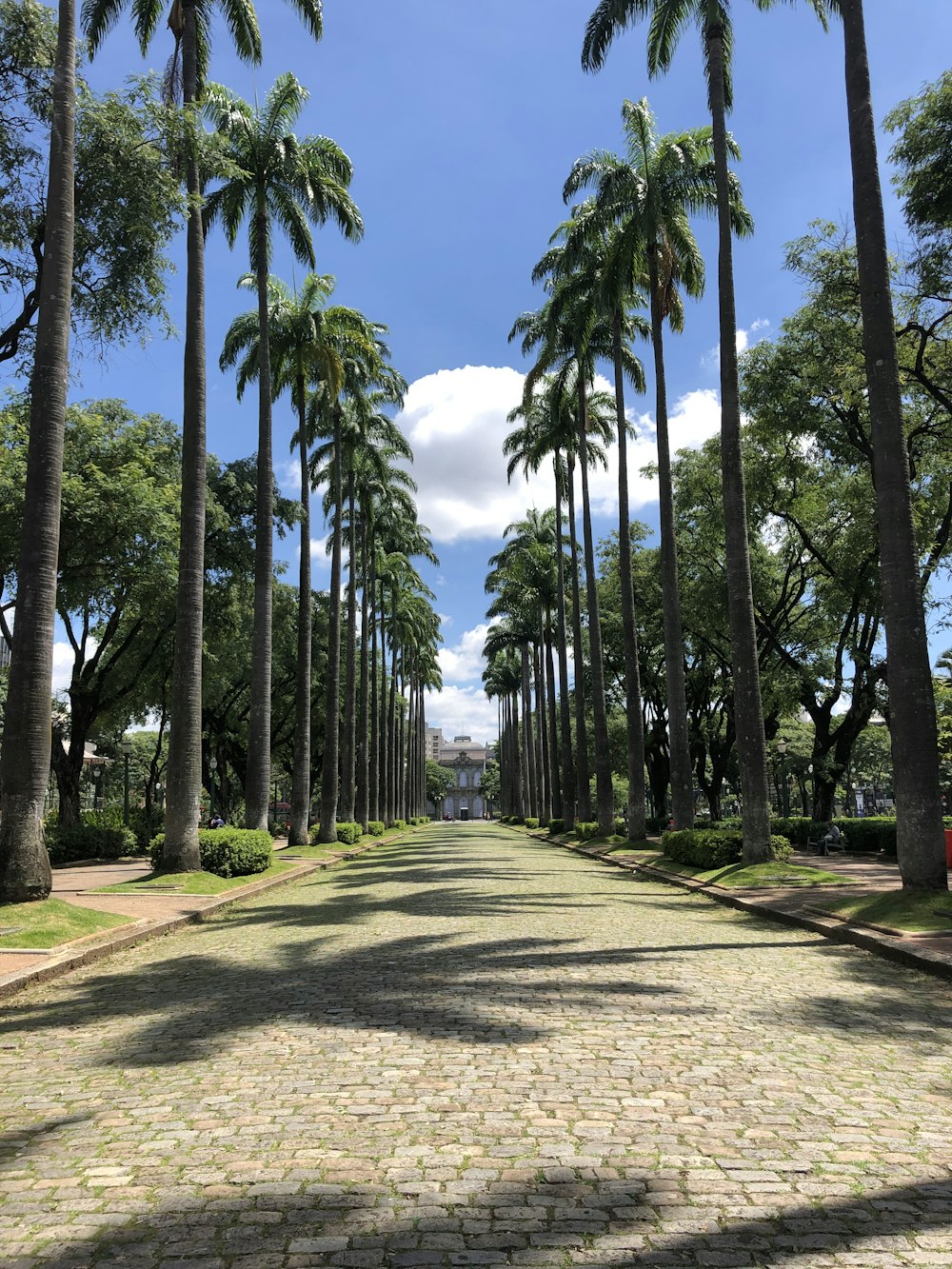 una strada fiancheggiata da palme in una giornata di sole