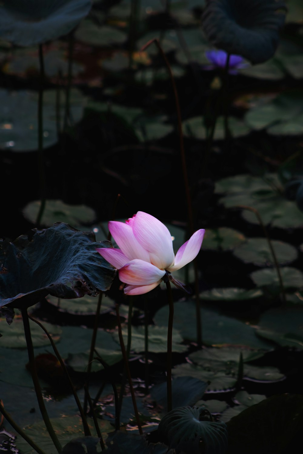 a pink flower sitting on top of a lush green field