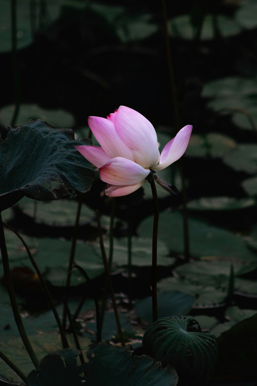 a pink lotus flower sitting on top of a lush green field