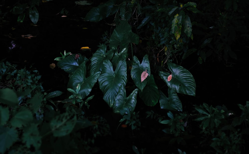 暗闇の中にある植物のグループ
