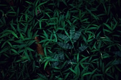 a red object in the middle of a field of green grass