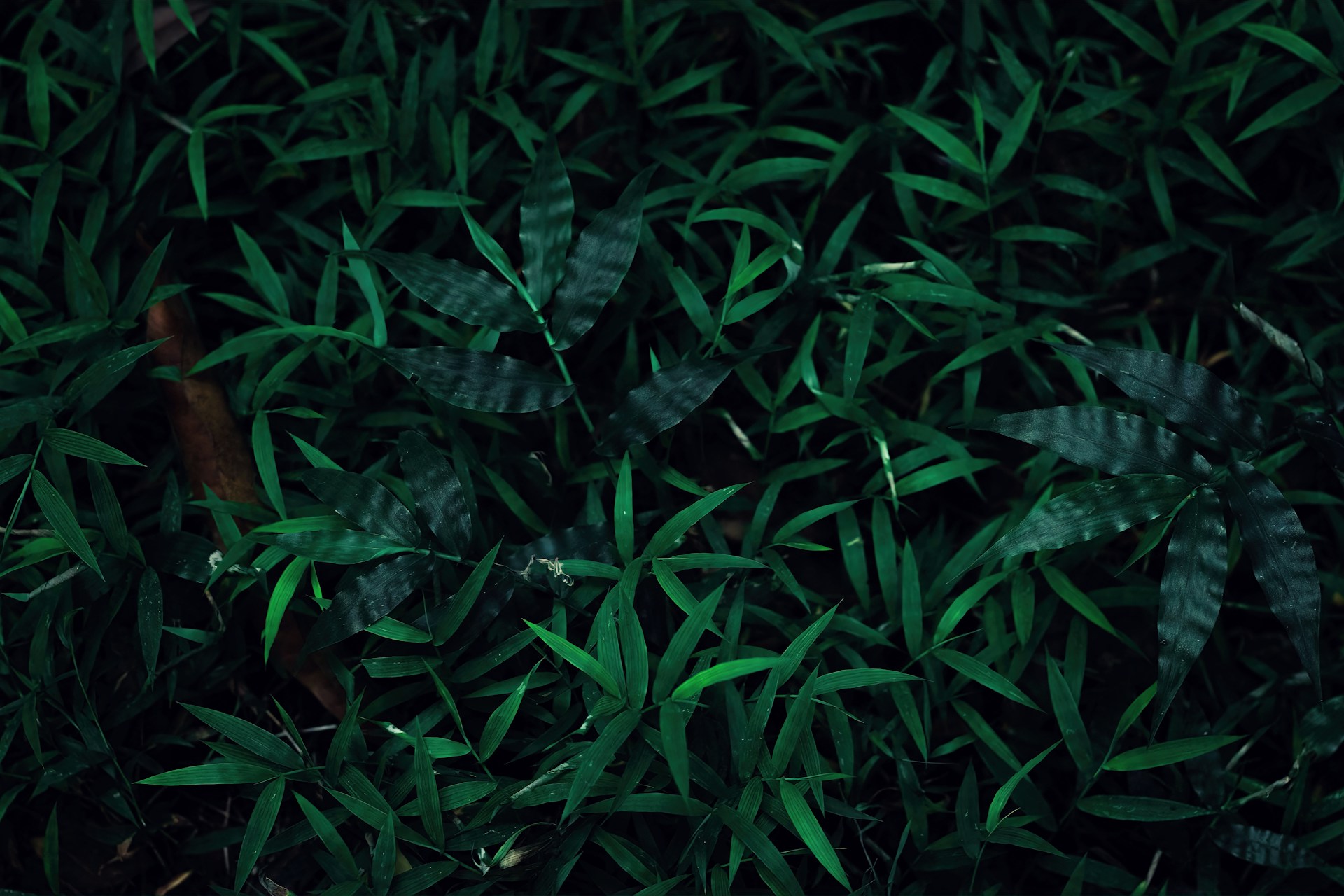 a bunch of green plants that are in the grass
