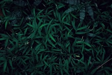 a close up of a bunch of green plants