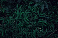 a close up of a bunch of green plants