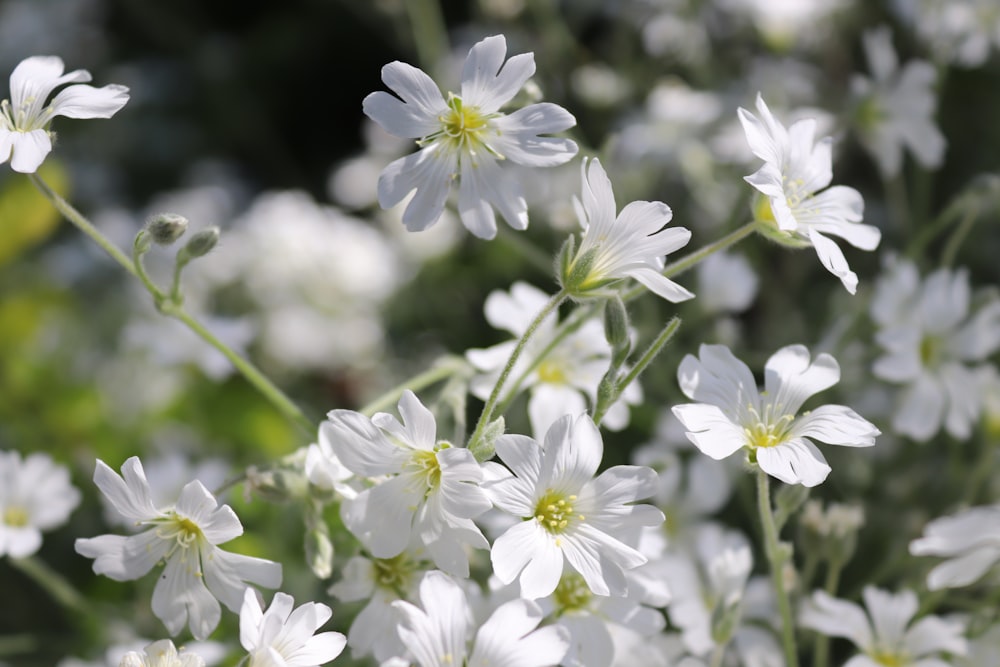 a bunch of white flowers with green stems