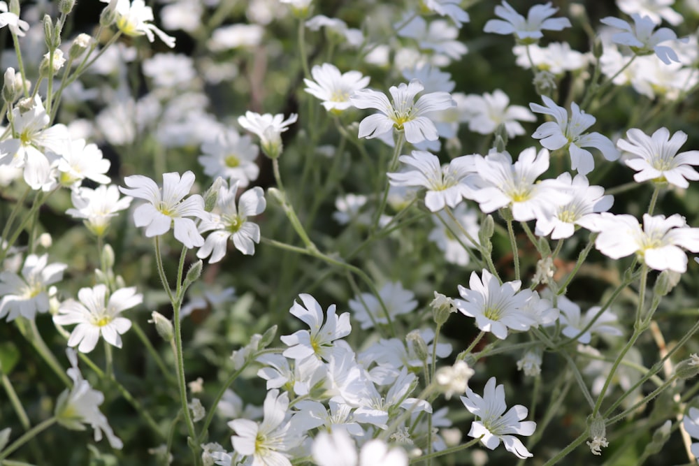 a bunch of white flowers in a field