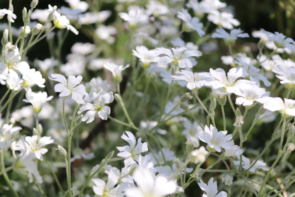 a bunch of white flowers in a field