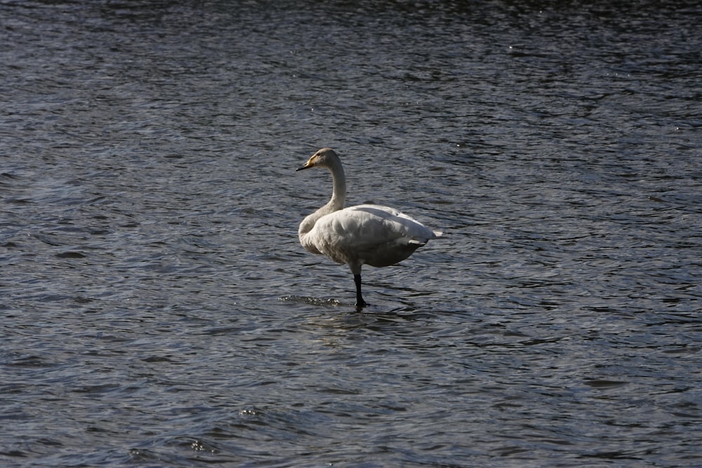 a white swan standing in a body of water