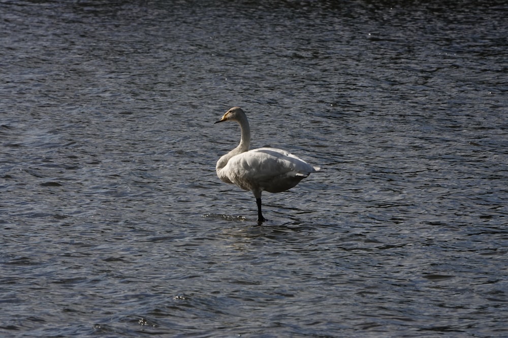 Un cigno bianco in piedi in uno specchio d'acqua