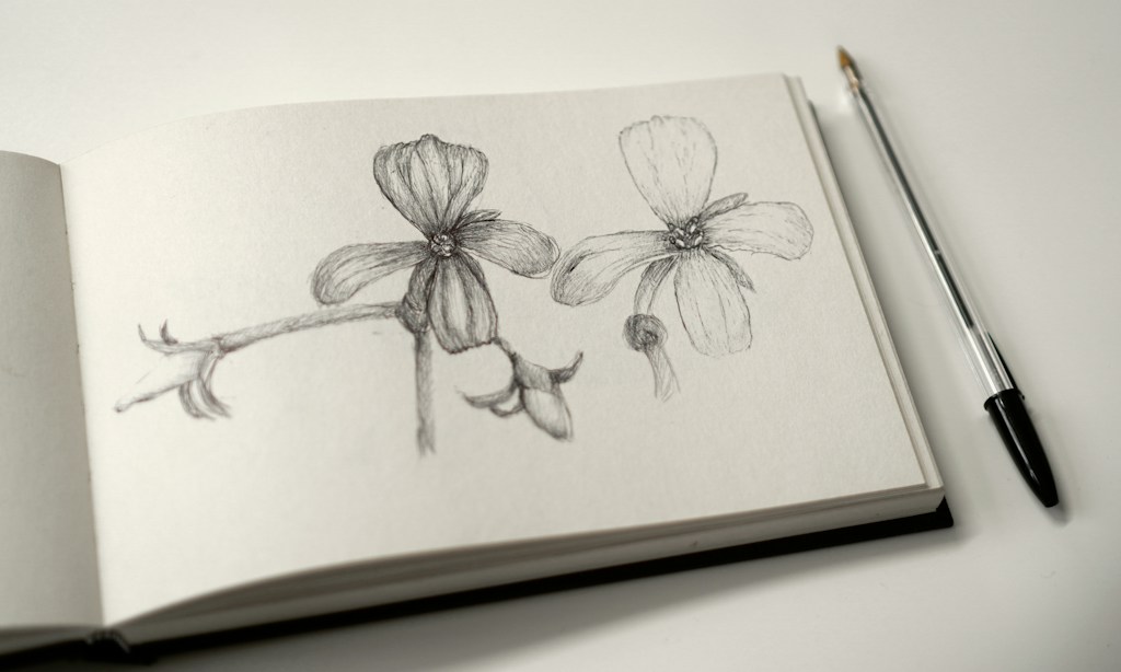 The Little Garden Coloring Book