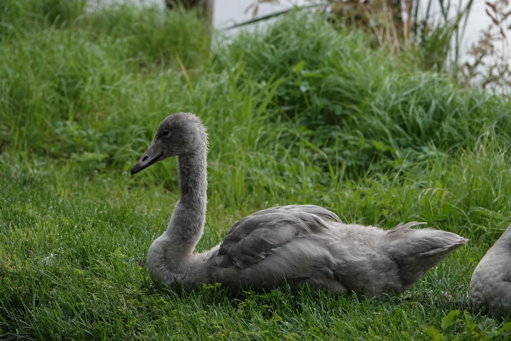 a couple of birds that are sitting in the grass