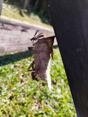 A cluster of wasps buzzing near a wooden fence in a garden.