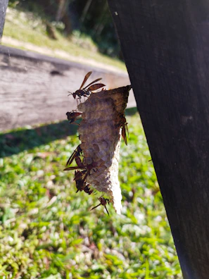 A cluster of wasps buzzing near a wooden fence in a garden.