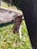 Several wasps are clustered around a paper-like nest attached to a wooden structure. The background shows a grassy area with sunlight casting shadows across the scene.