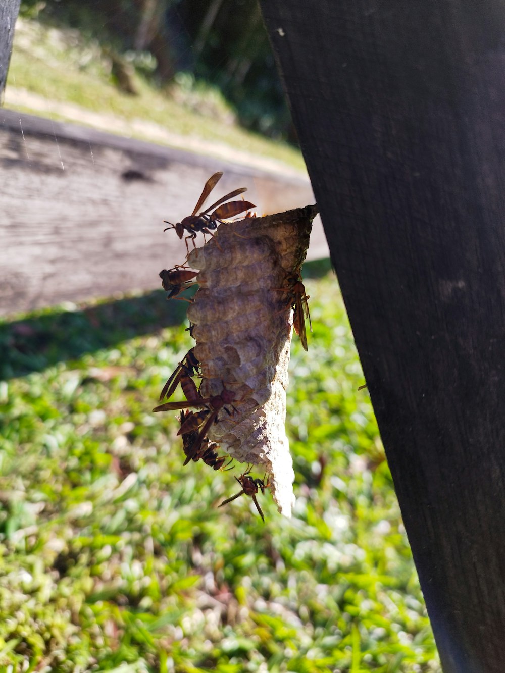 a dead insect hanging from a wooden post