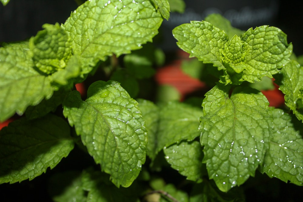 a close up of a green plant with drops of water on it