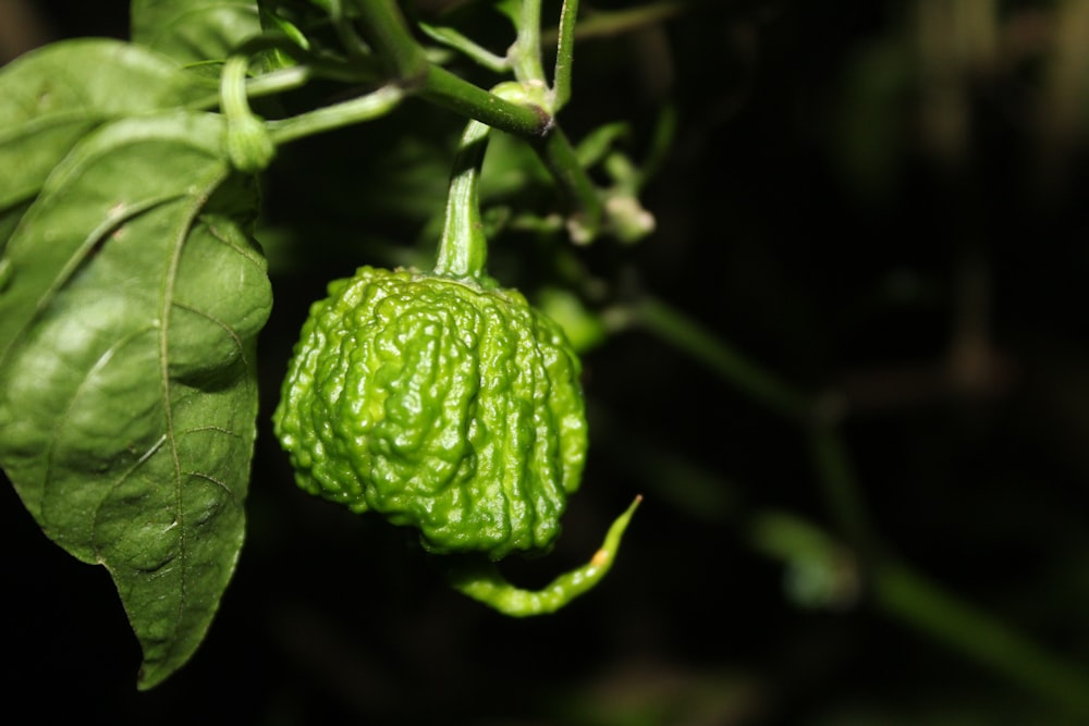 a close up of a green plant with leaves