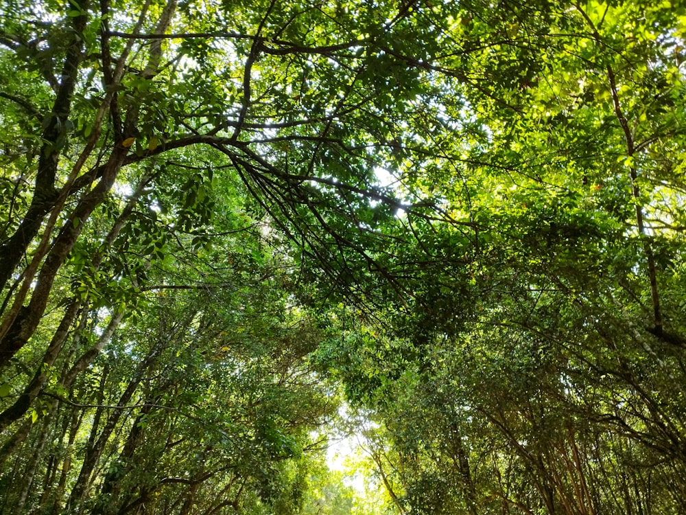 a dirt road surrounded by lots of trees