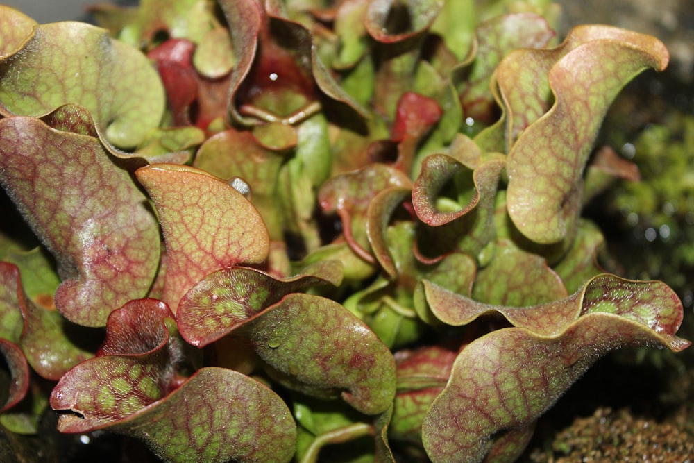 a close up of a plant with red and green leaves