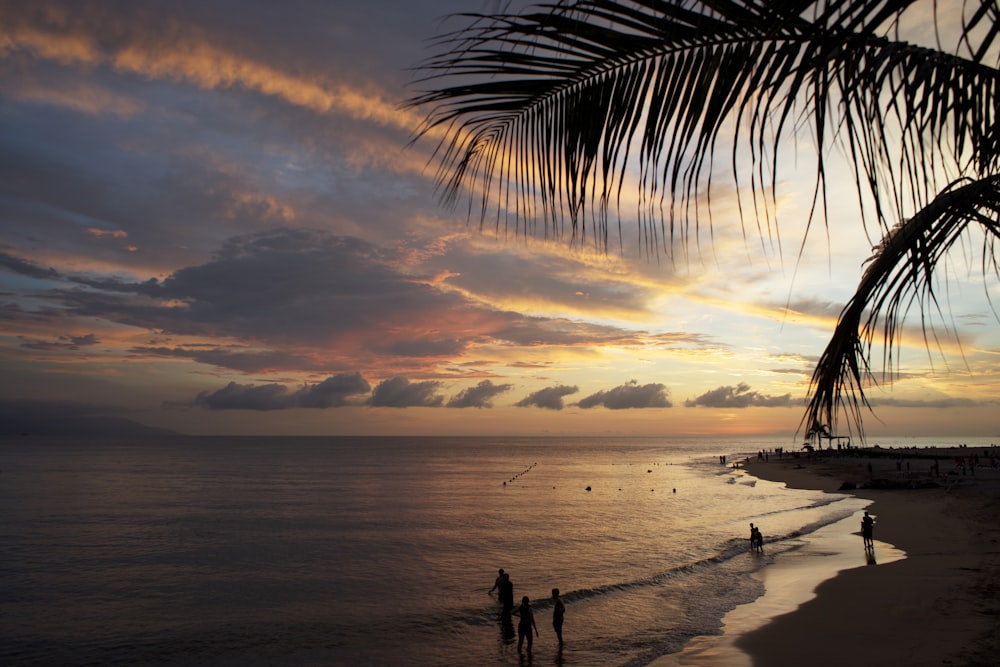 Un par de personas de pie en la cima de una playa bajo una palmera