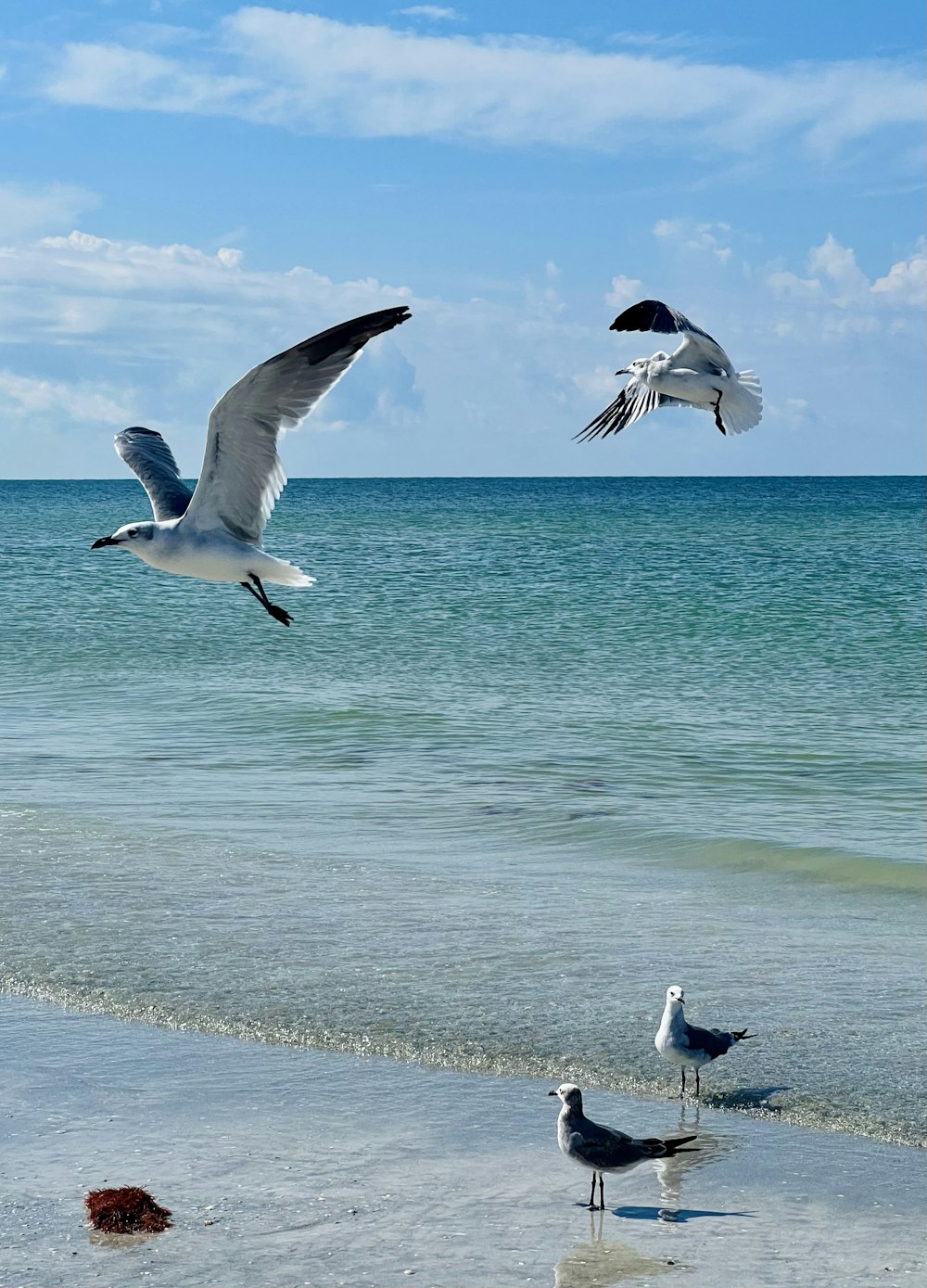 a group of seagulls flying over the ocean